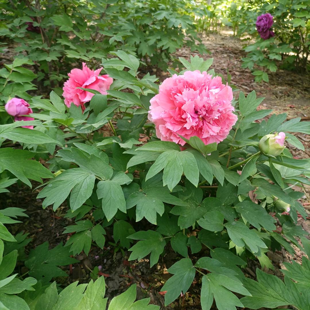 知足