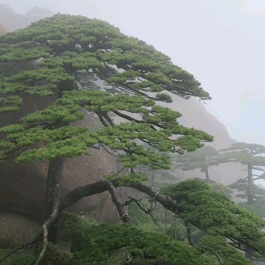 文诚信