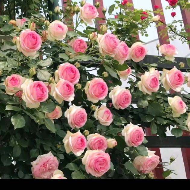 轻舞飞扬（花卉绿植）