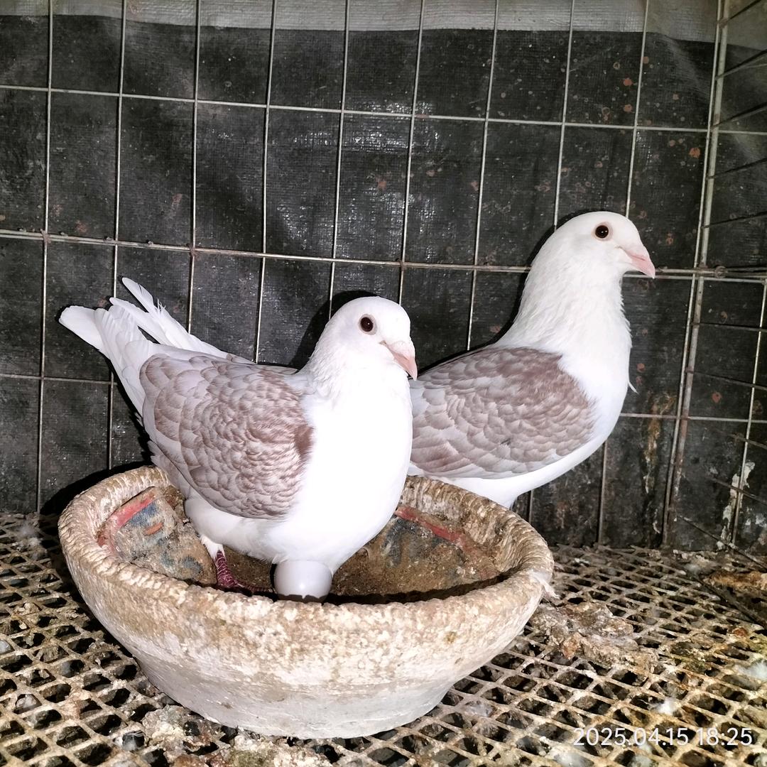 莫言&春秋