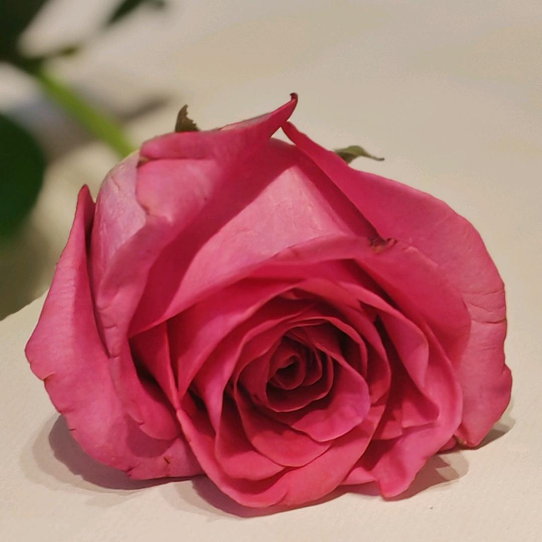 婷淑
