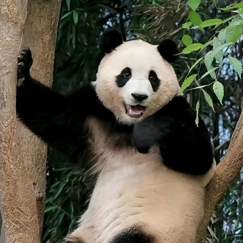 抖你玩儿