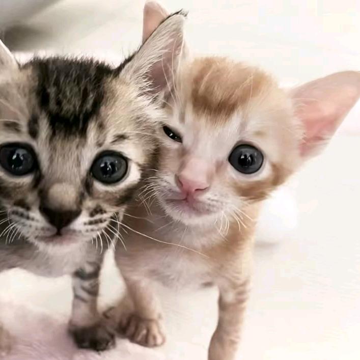 𝟵.𝟳 🐾