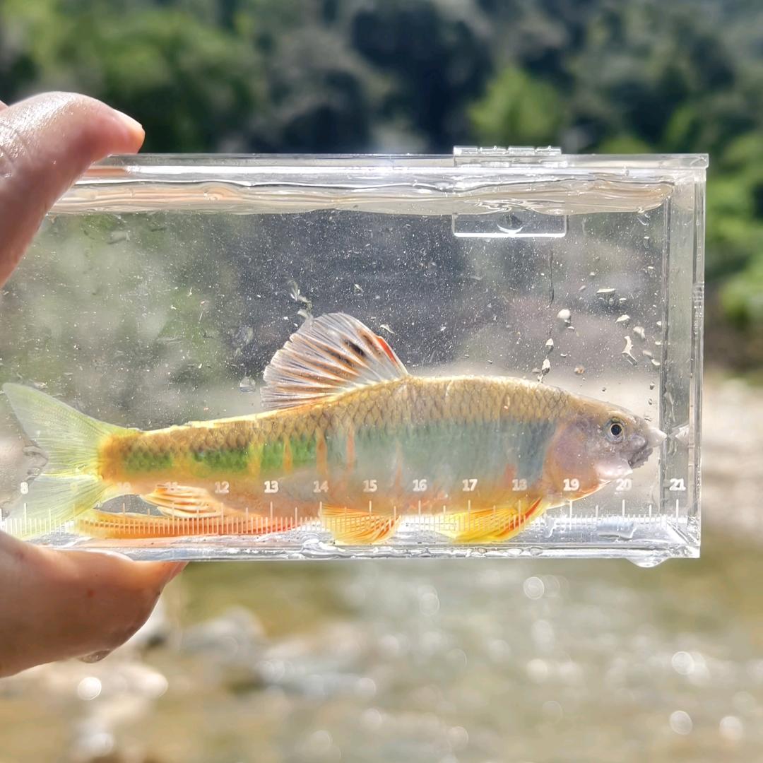 橙子🍊爱养鱼（定制周转箱过滤）