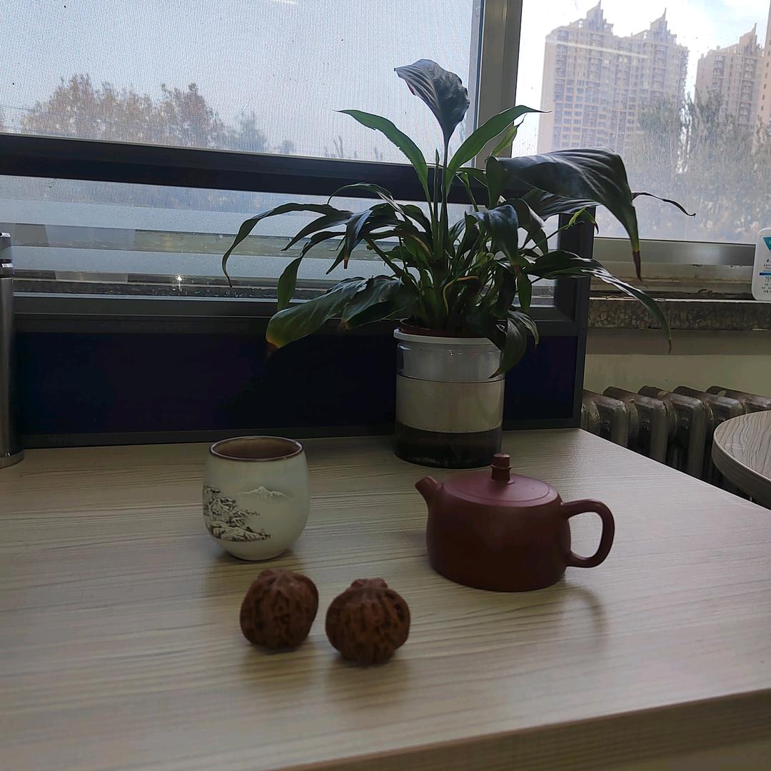 橄榄树