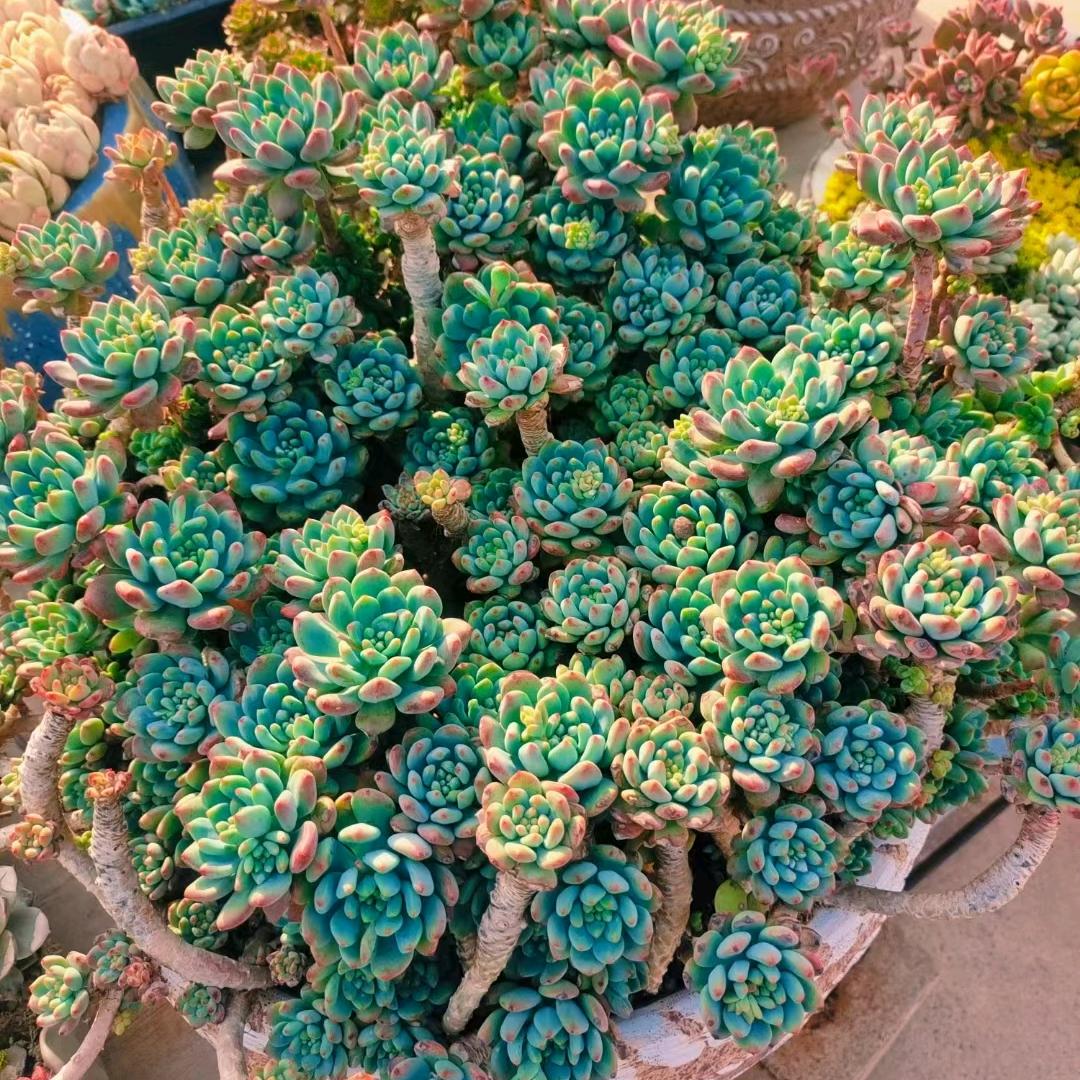 遇见花开