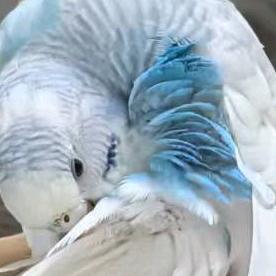 阿里嘎多水镜桑