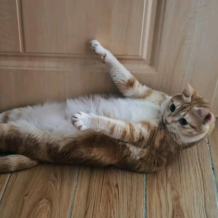 浪猫小剧场