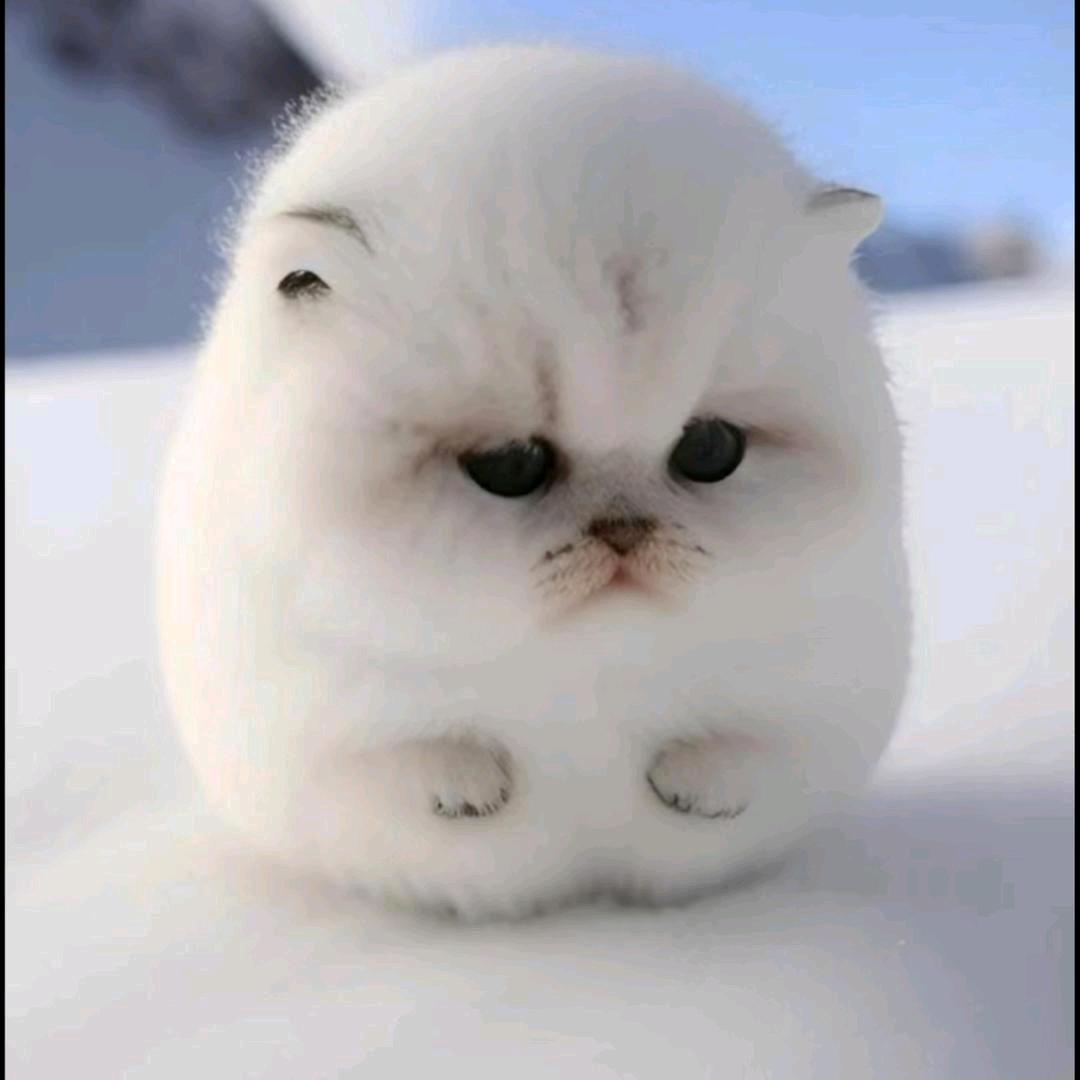 MeineEhreheißtTreue