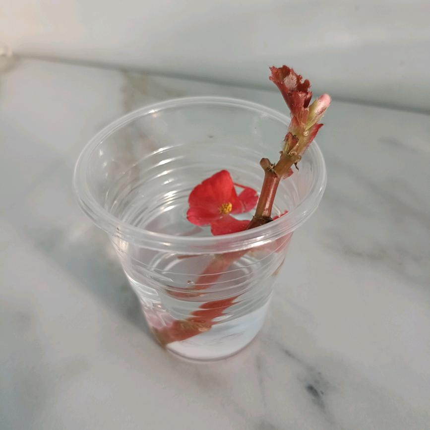 潇洒成瘾