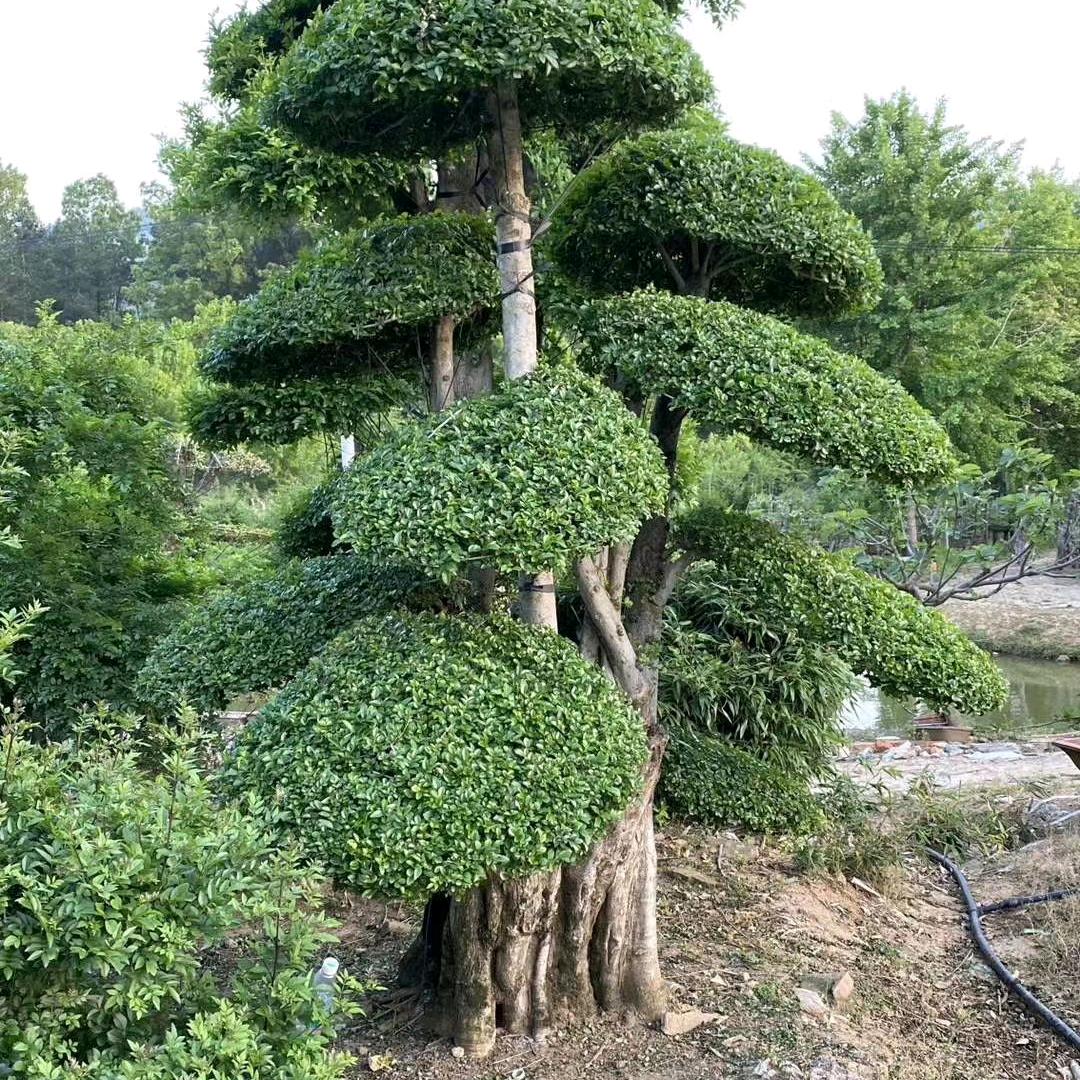 园林绿化，徐姐，43