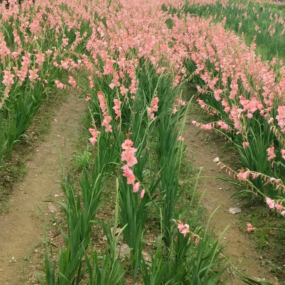 李萍儿