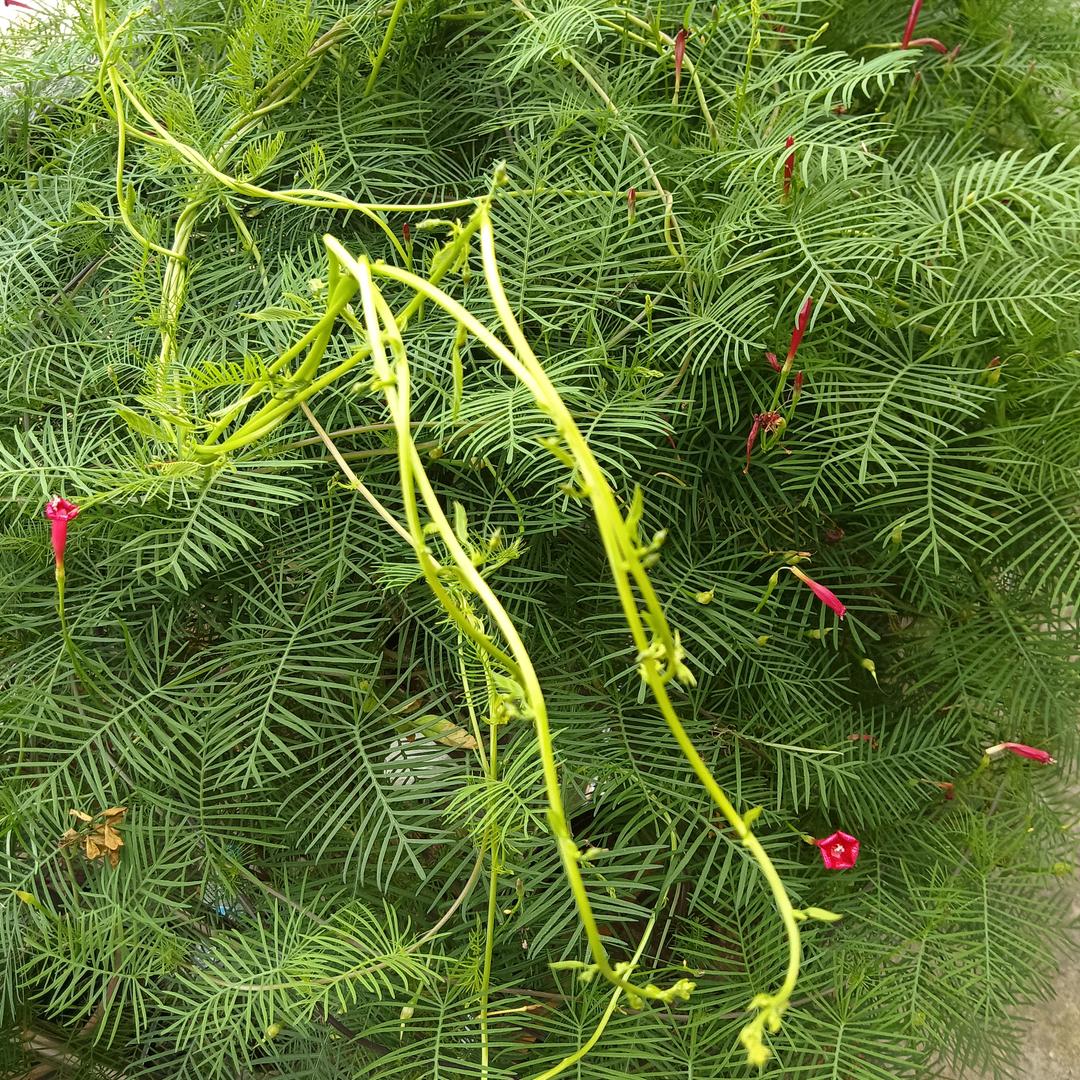 南港银叶香茶厂