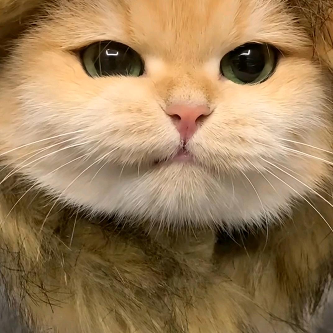 爱猫的我