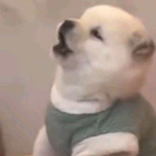 风风求.