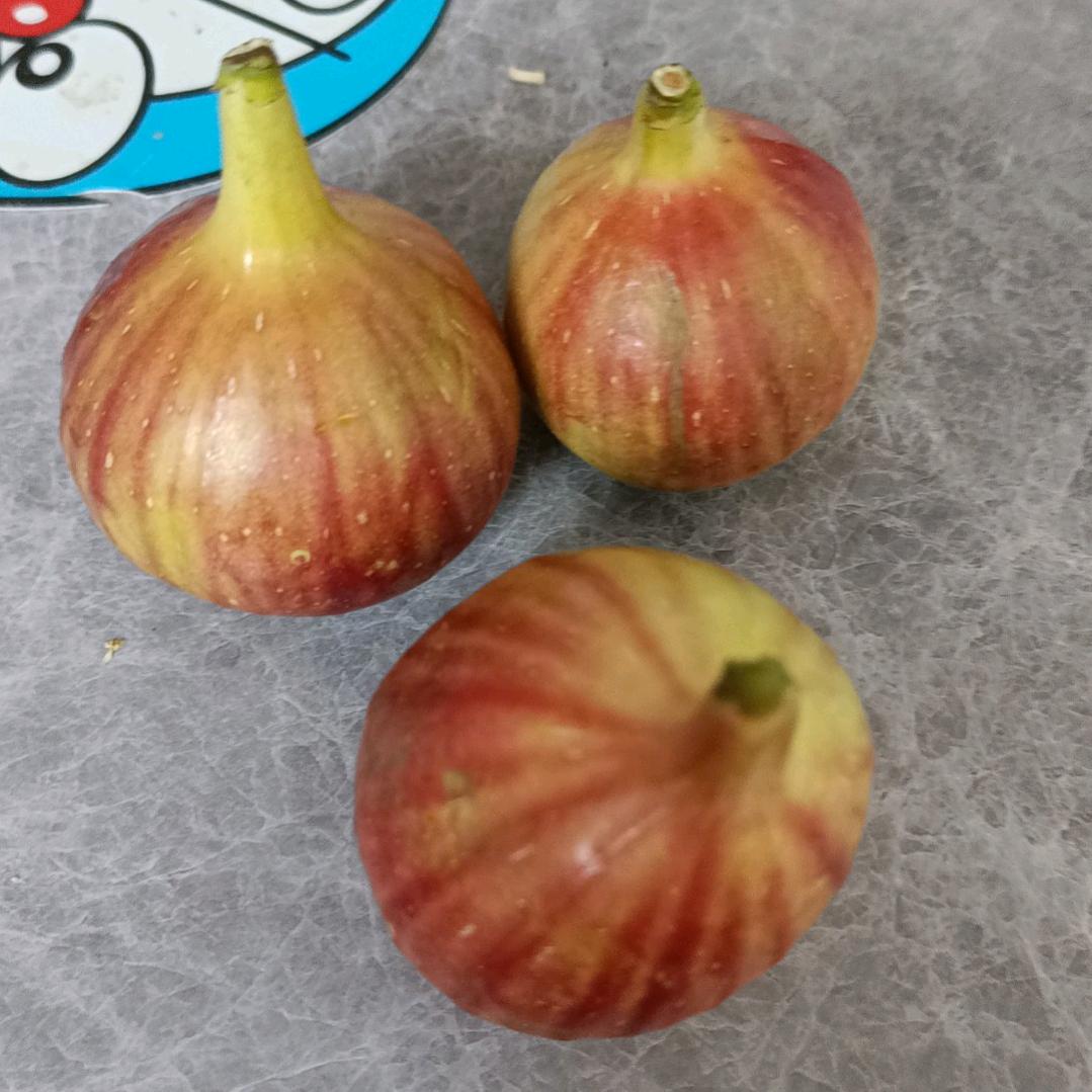 好运来✔