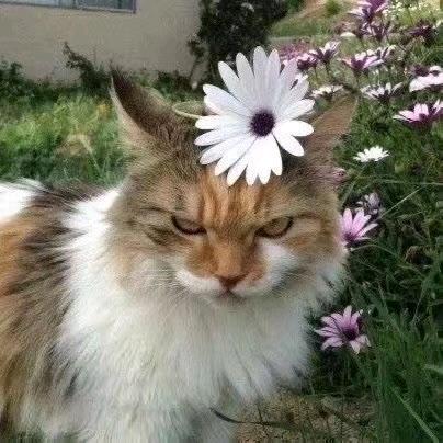 无人问津的添柴