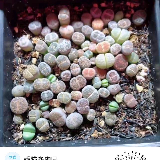 难男