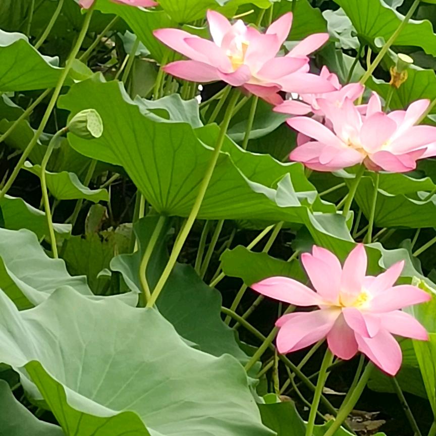 蔷薇