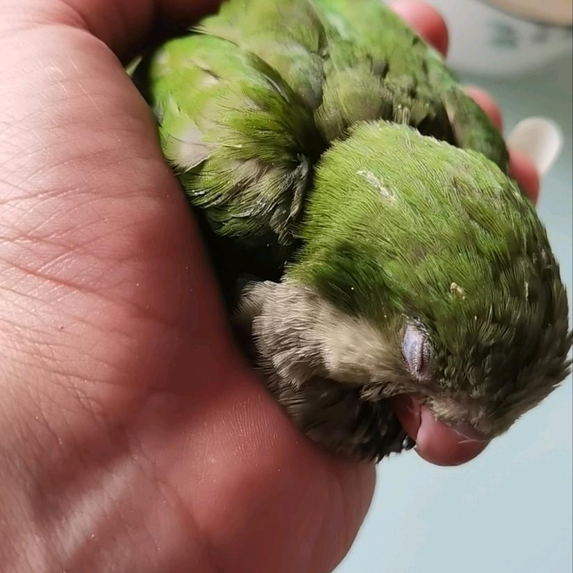 不给华强这个面子