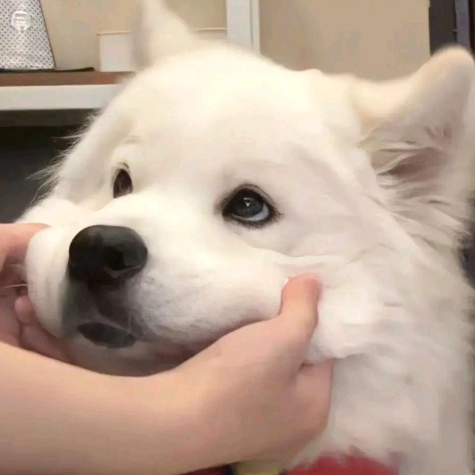 憨憨菌