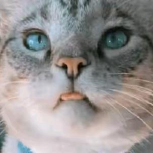 猫哥