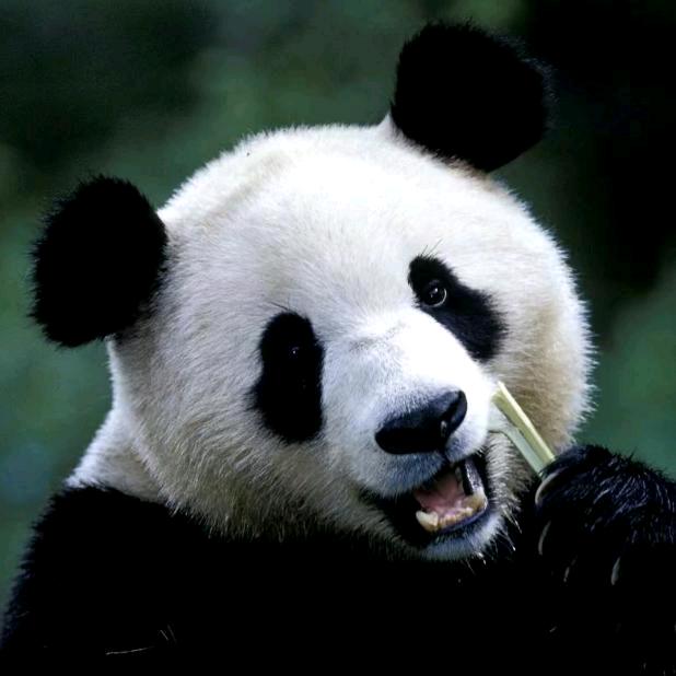 小玩童