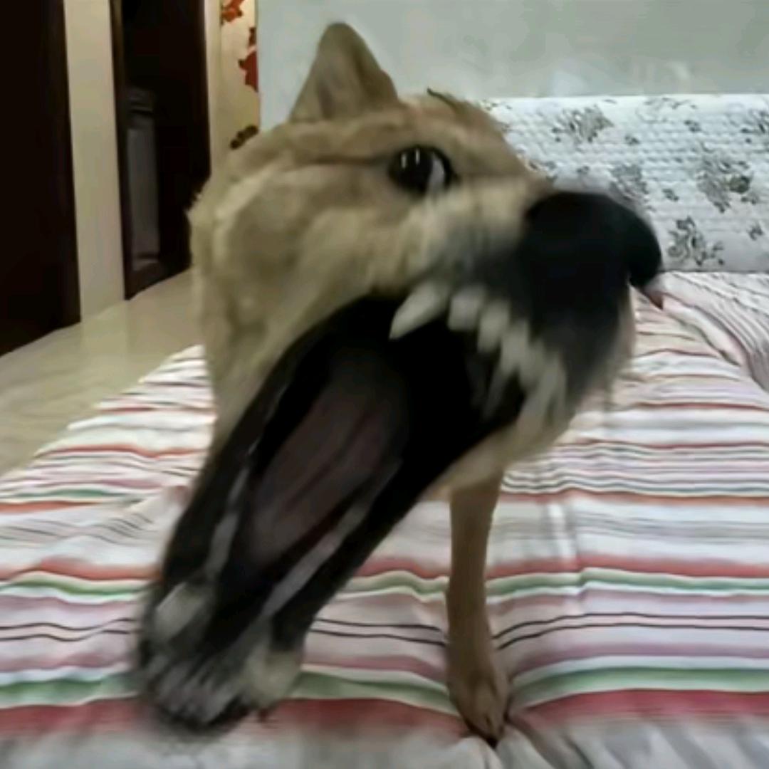 善良果丹皮