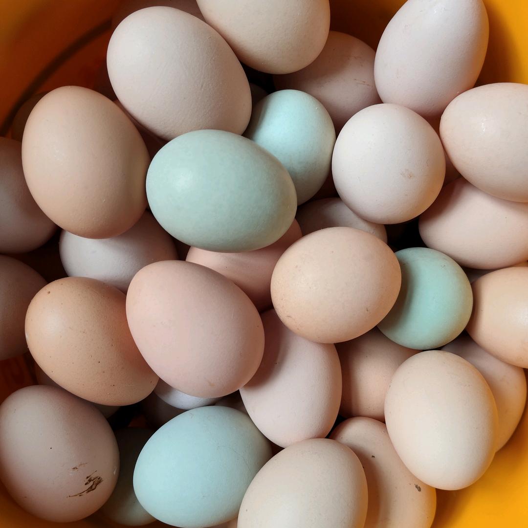 旭日东升笨鸡蛋（不要连赞）