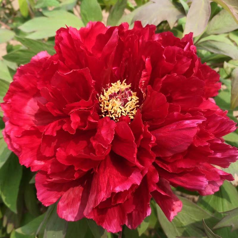 菏泽墨润牡丹基地
