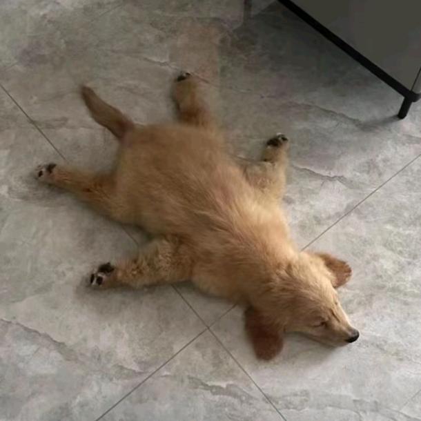 速去卧推