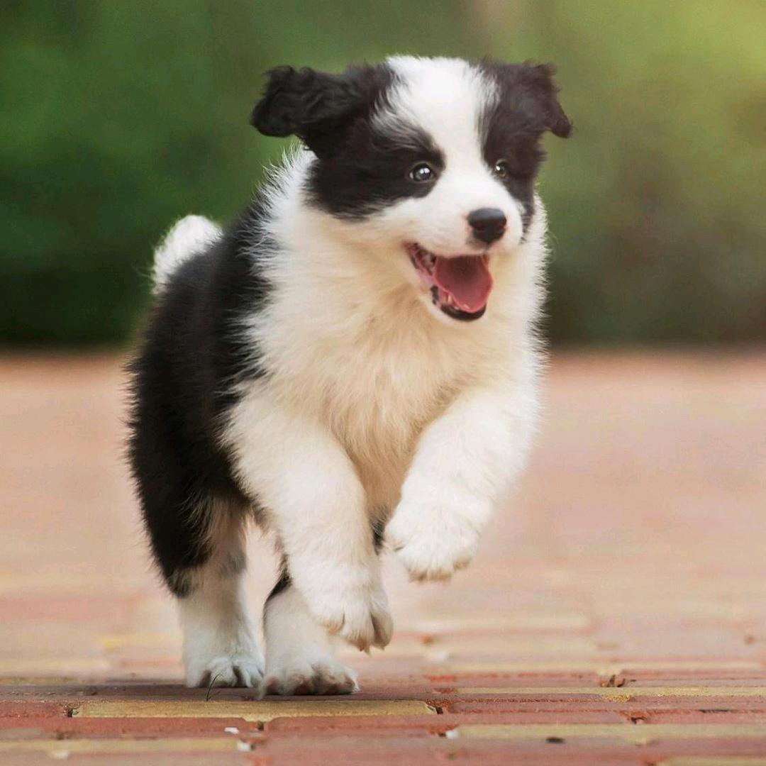 牧羊犬