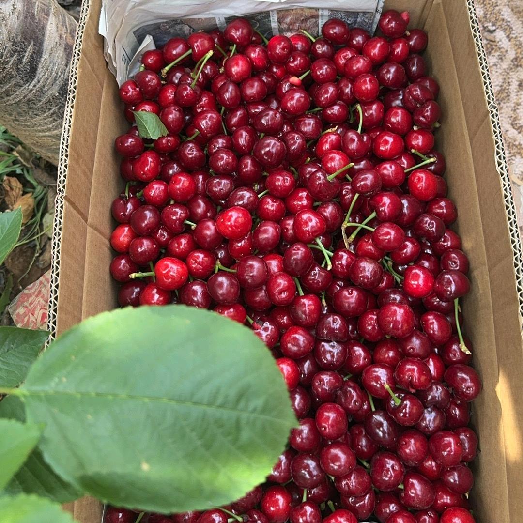一个卖樱桃🍒的靓仔