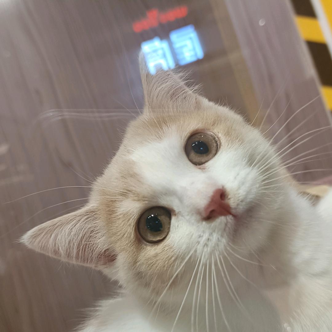 憨憨y