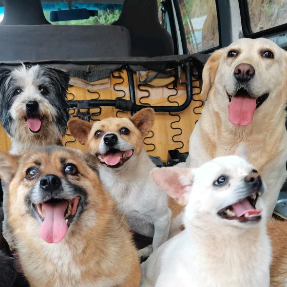 老疯杨生产队@抖音