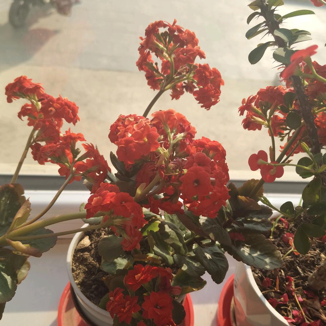 红芳浅梦
