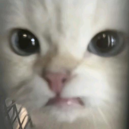 露娜拿蓝