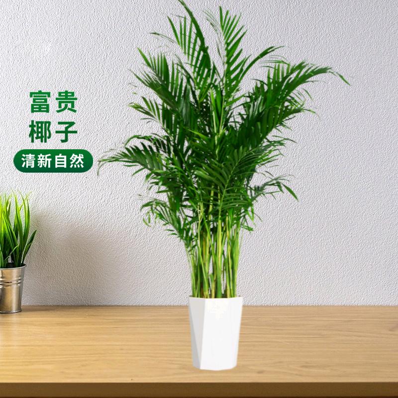 广叶绿植旗舰店甄选