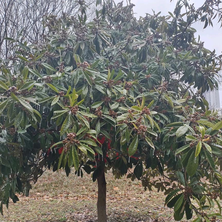 新槐社区村干部助农直播店