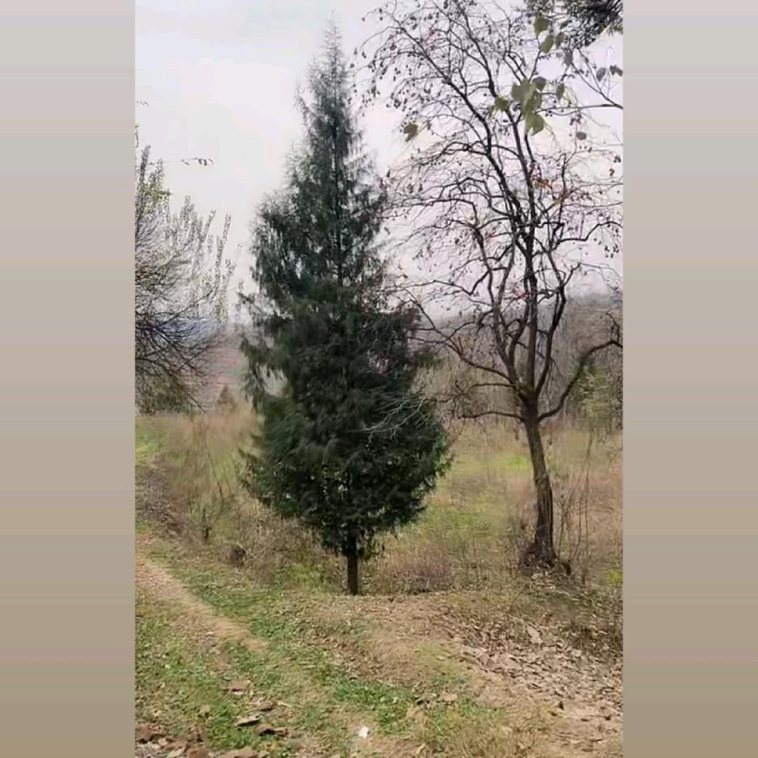 鼠虎
