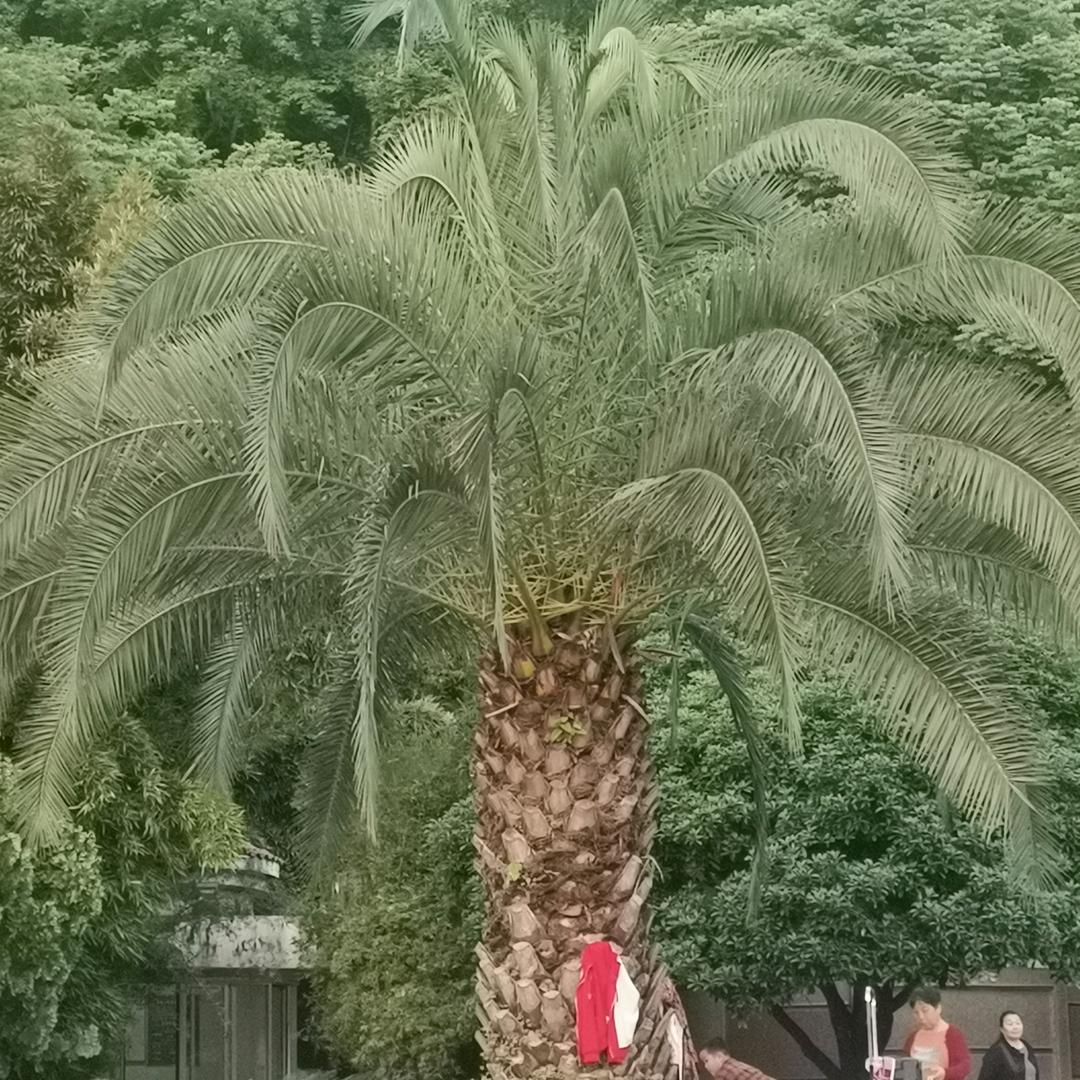 海棠依旧