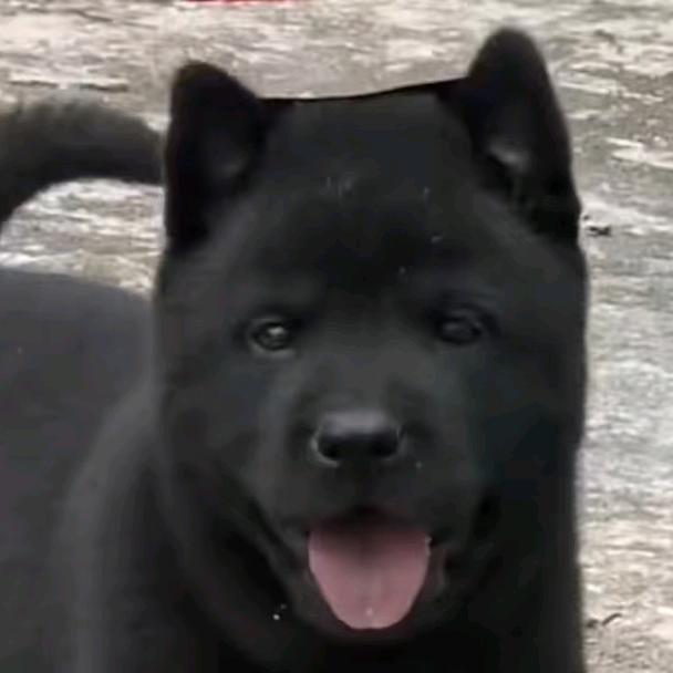 淘了个狗🐶