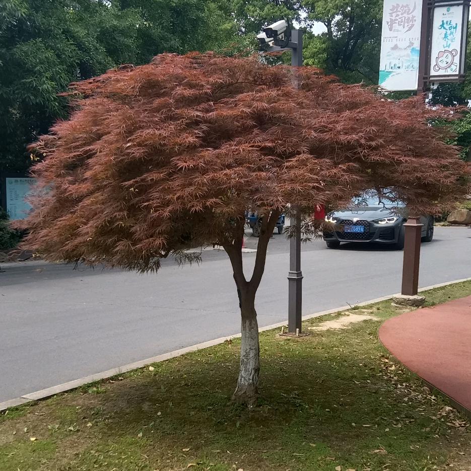 余生的我都给你