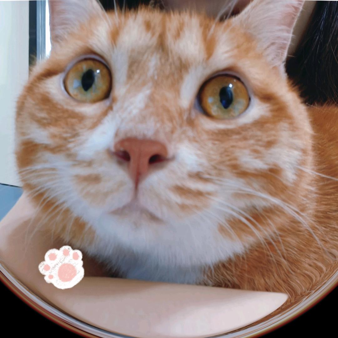吱吱是只小橘猫