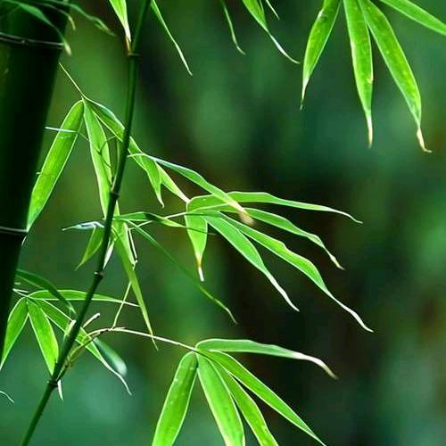 陌桐