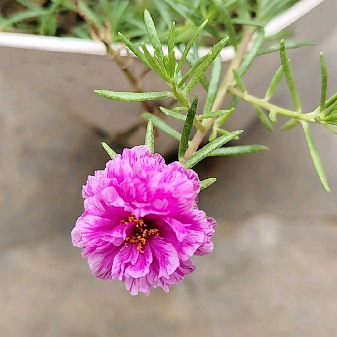 随心❤️