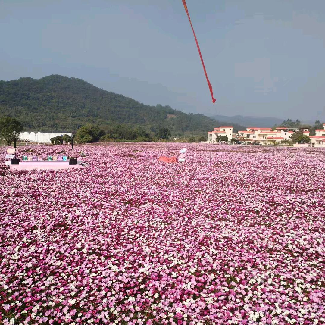 六月的芯