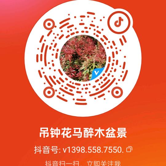 吊钟花马醉木盆景