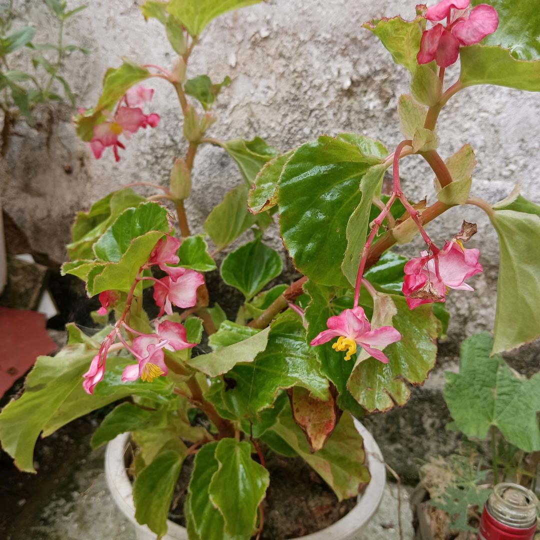 洁白的雪花
