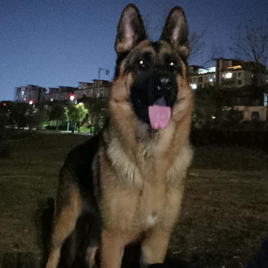 泗县名胜训犬